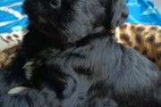 Giant Schnauzer puppies for sale