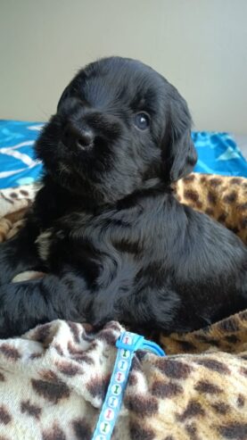 Giant Schnauzer puppies for sale