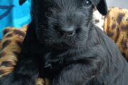 Giant Schnauzer puppies for sale