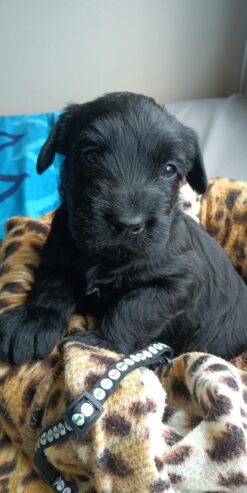 Giant Schnauzer puppies for sale