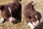 Border collie puppies Available