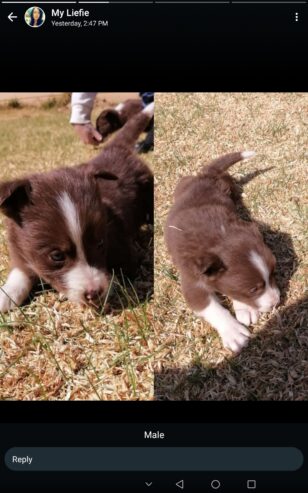 Border collie puppies Available