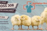 Day Old Broiler Chickes – Start Your Flock with Healthy Day-Olds!