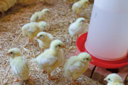 Start Your Own Broiler Farming Side Business with Agriwise Group