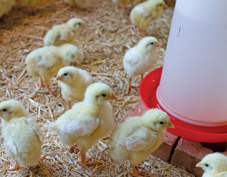 chicks-poultry-broiler-farming