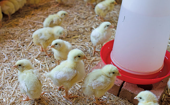 Start Your Own Broiler Farming Side Business with Agriwise Group