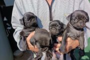 Pug pugs puppies