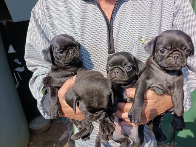 Pug pugs puppies