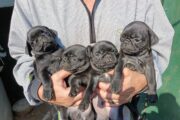 Pug pugs puppies