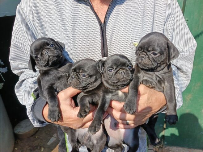 Pug pugs puppies