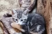 Maine Coon kittens x2 1male 1female 7weeks old Vaccinated and dewormed