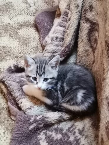 Maine Coon kittens x2 1male 1female 7weeks old Vaccinated and dewormed