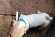 Jack Russell short leg puppies 6weeks old for sale vaccinated and dewo