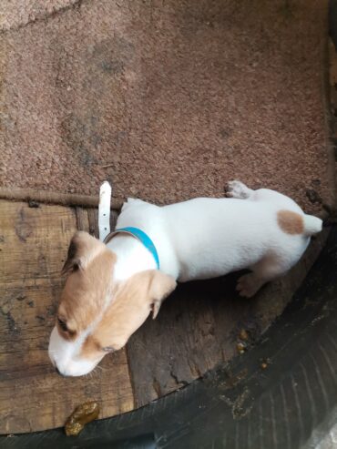 Jack Russell short leg puppies 6weeks old for sale vaccinated and dewo