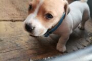 Jack Russell short leg puppies 6weeks old for sale vaccinated and dewo