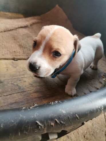 Jack Russell short leg puppies 6weeks old for sale vaccinated and dewo