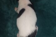 Fox terrier male puppies available to approved home