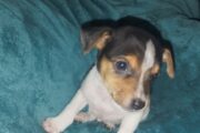 Fox terrier male puppies available to approved home