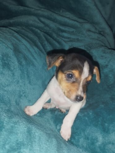 Fox terrier male puppies available to approved home