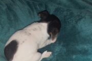 Fox terrier male puppies available to approved home