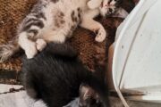 Maine Coon kittens x2 1male 1female 7weeks old Vaccinated and dewormed