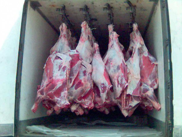 Game meat for sale