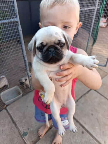 Pug pugs puppies