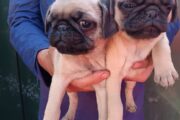 Pug pugs puppies