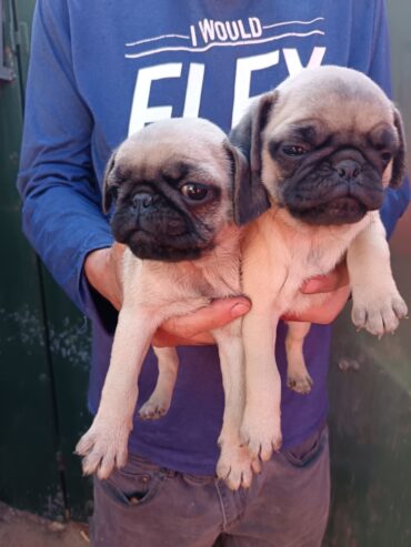 Pug pugs puppies