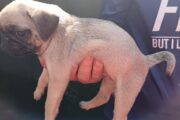 Pug pugs puppies