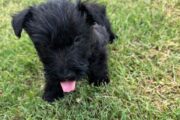 Male Scottish terrier puppies