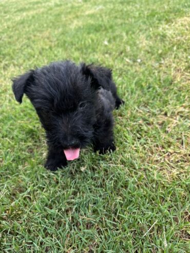 Male Scottish terrier puppies