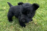 Male Scottish terrier puppies