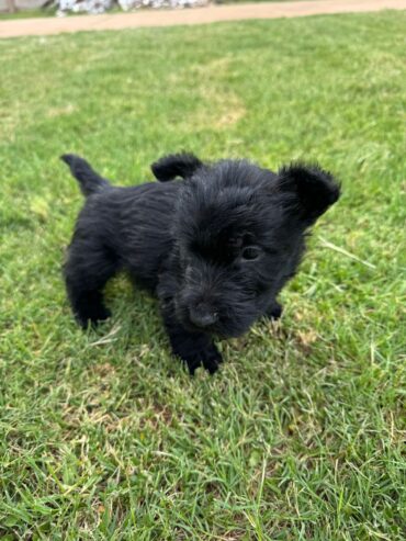 Male Scottish terrier puppies