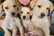 Labrador retriever puppies