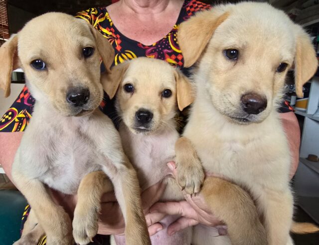 Labrador retriever puppies