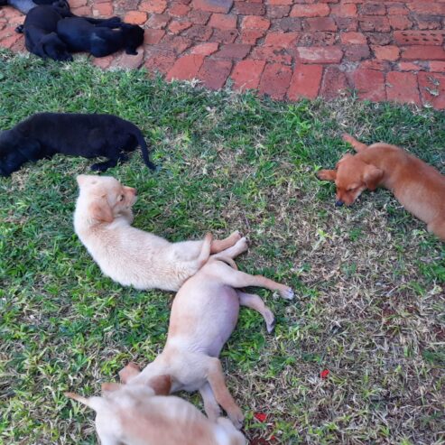 Labrador retriever puppies