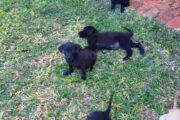 Labrador retriever puppies