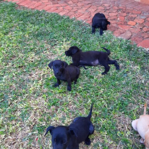 Labrador retriever puppies