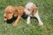 Male Cocker spaniel puppies