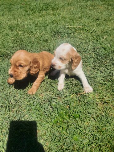 Male Cocker spaniel puppies