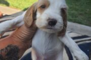 Male Cocker spaniel puppies