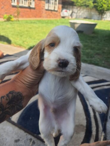 Male Cocker spaniel puppies