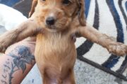 Male Cocker spaniel puppies