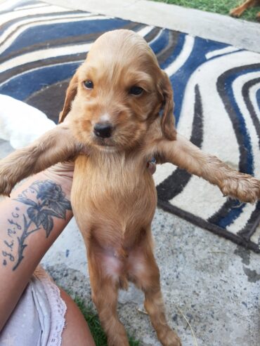 Male Cocker spaniel puppies