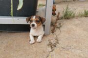 Female Jack Russell puppies