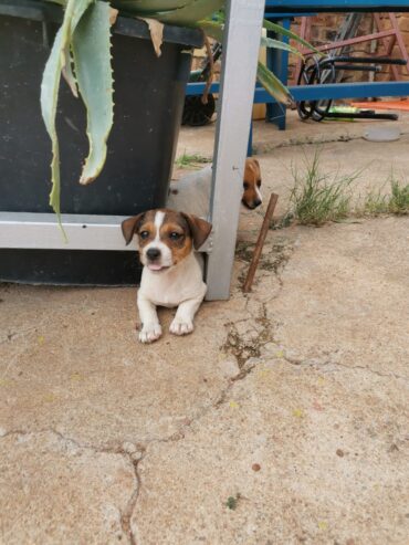 Female Jack Russell puppies