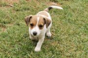 Female Jack Russell puppies