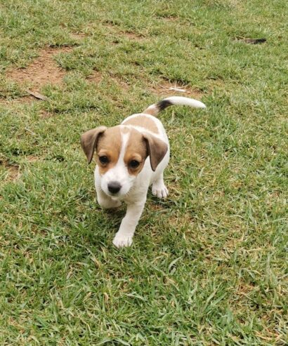 Female Jack Russell puppies