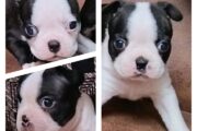 Boston terrier puppies